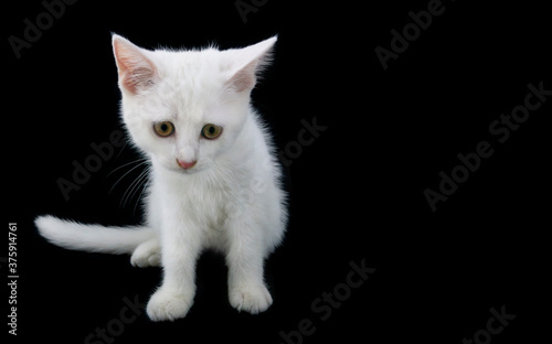 Sad white cute kitten isolated on black background with space for text