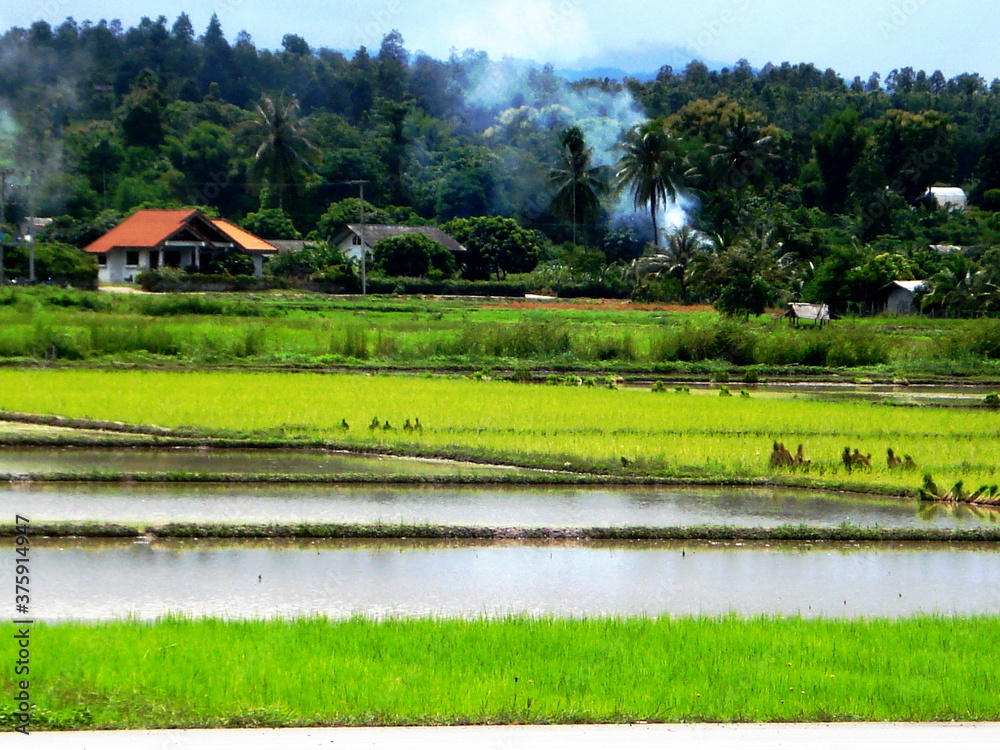 Obraz premium View of the rice fields green trees and houses
