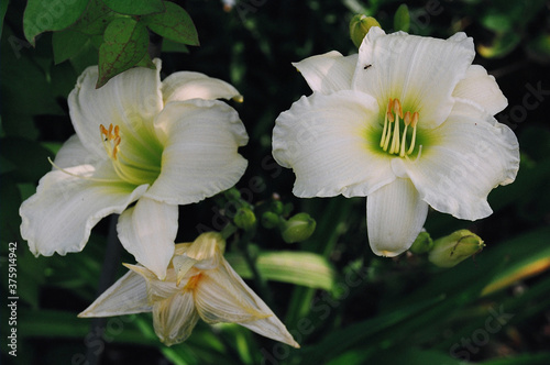 lily of the valley