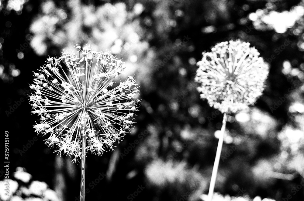 Fototapeta premium dandelion with seeds