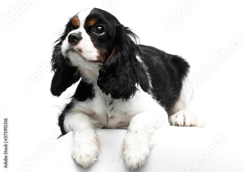 dog Cavalier King Charles Spaniel on a white background