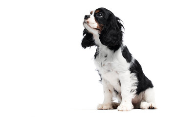 dog spaniel puppy looking sideways on white background in studio