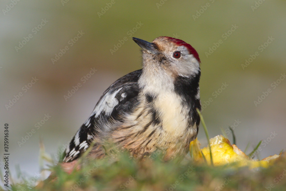 Naklejka premium Jan. 28, 2018. A Middle spotted woodpecker (Dendrocopos medius) eating an apple dropped from the tree.