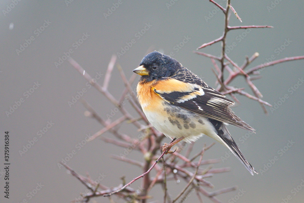 Larrabetzu, Bizkaia/Spain; Mar. 09, 2020. Rainny day in the field. A Brambling (Fringilla montifringilla) in a blackthorn (Prunus spinosa) bush in winter. Larrabetzu, Bizkaia/Spain; Mar. 09, 2020. Rainny day in the field. A Brambling (Fringilla montifringilla) in a blackthorn (Prunus spinosa) bush in winter.