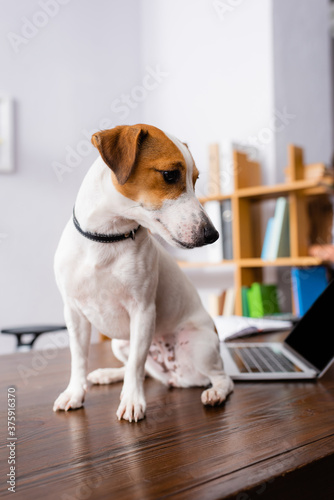 white jack russell terrier dog with brown spots on head sitting on desk in office © LIGHTFIELD STUDIOS
