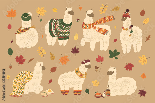 Llama alpaca animals with falling autumn yellow, red, orange leaves and sweater, coffe cup, hat, scarf, plaid hand drawn doodle vector illustrations set.