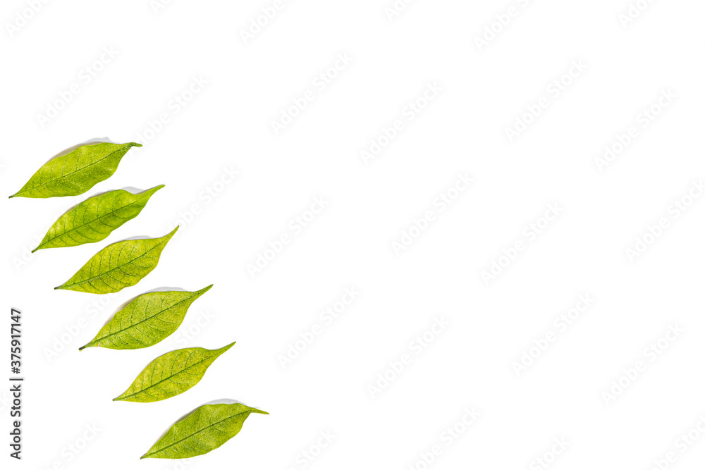Green Leafs on White Background  