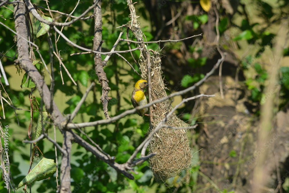 Fototapeta premium indian baya weaver bird 