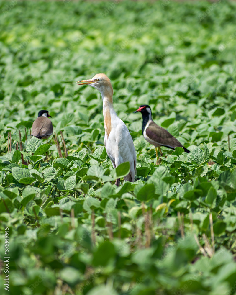 Naklejka premium Close up image of Cattle Egret bird with Red Wattled Lapwing near Sasan Gir.