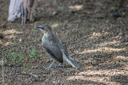Indian Robin Copsychus fulicatus bird in a field in Sasan Gir, Gujarat, India. photo