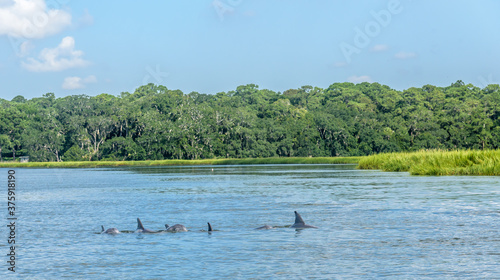 Fotografie, Tablou Group of Wild Atlantic Bottlenose Dolphin Swimming Down a River in Savannah Geo