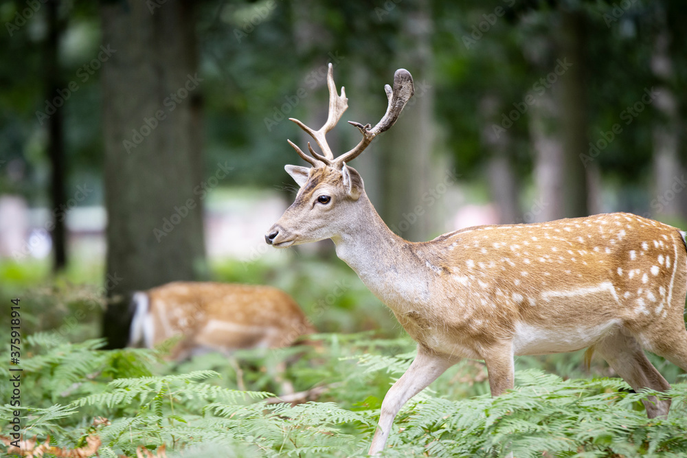 A young fallow deer buck wandering through the forest in germany A young fallow deer buck wandering through the forest in germany