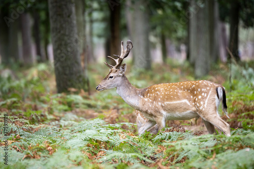 A young fallow deer buck wandering through the forest in germany 