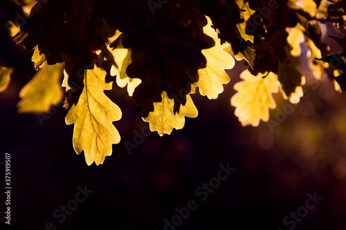 Yellowed leaves of oak tree close up  sunlight  dark background. Autumn.