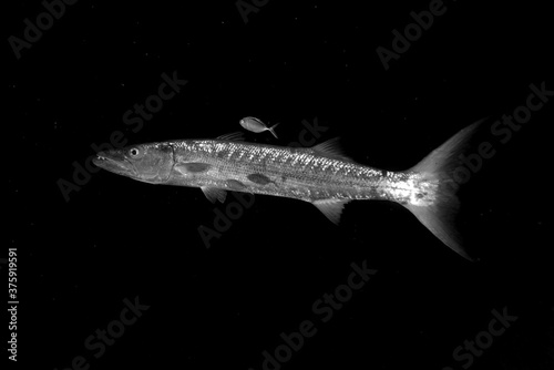 Barracuda and Friend