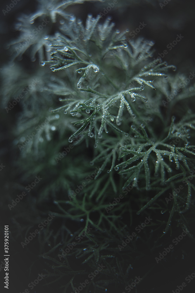 Dill branch in dew drops on a dark blurred background close-up.