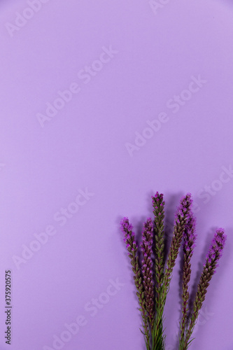 View of lilacs flowers on purple background