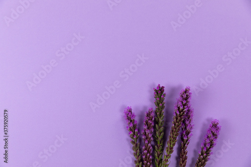 View of lilacs flowers on purple background