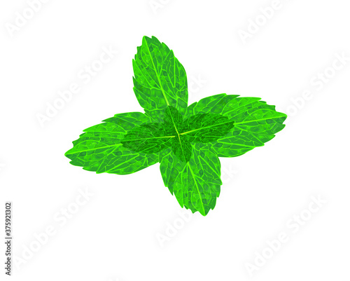 Green mint leaves. vector illustration