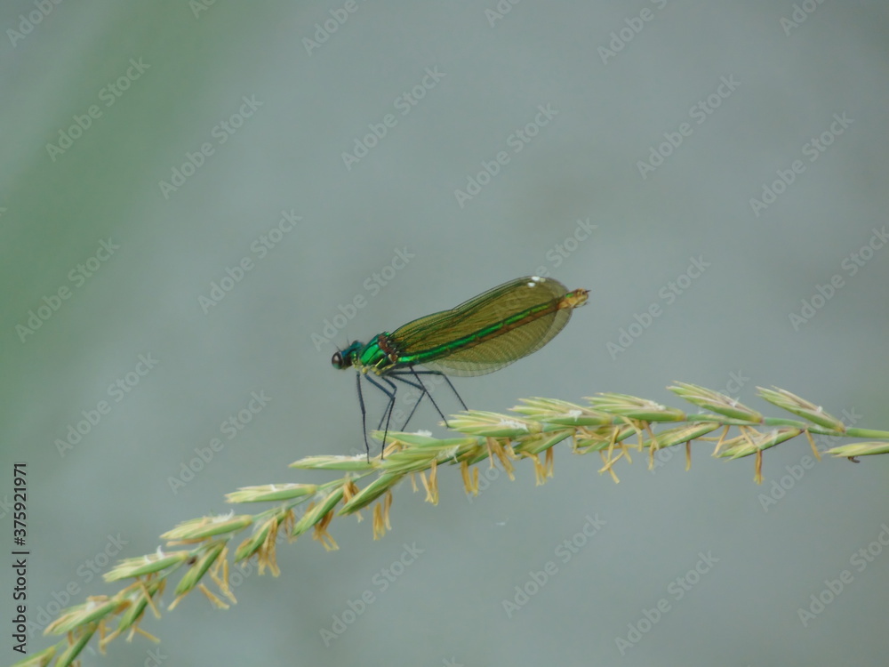 green dragonfly on a leaf green dragonfly on a leaf