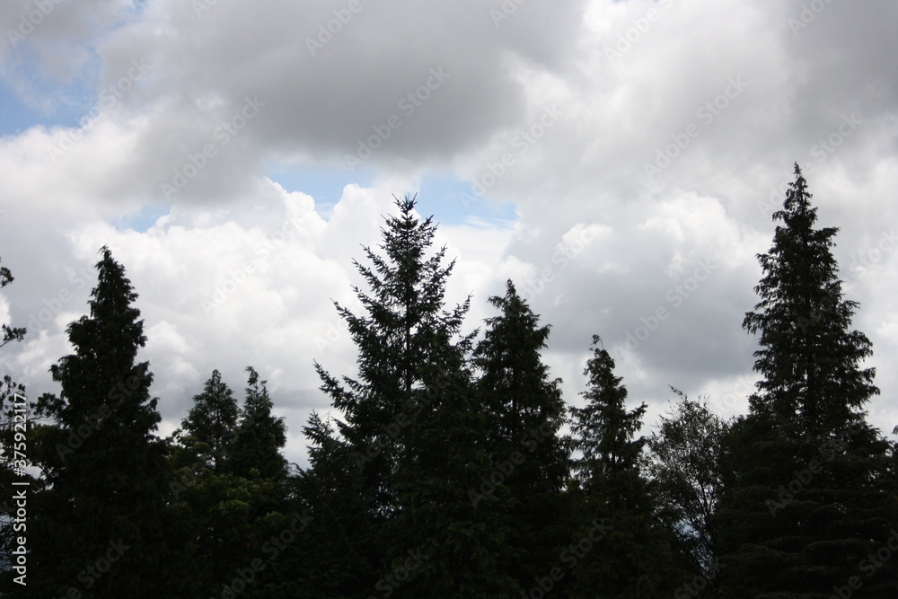 clouds and pinetrees
