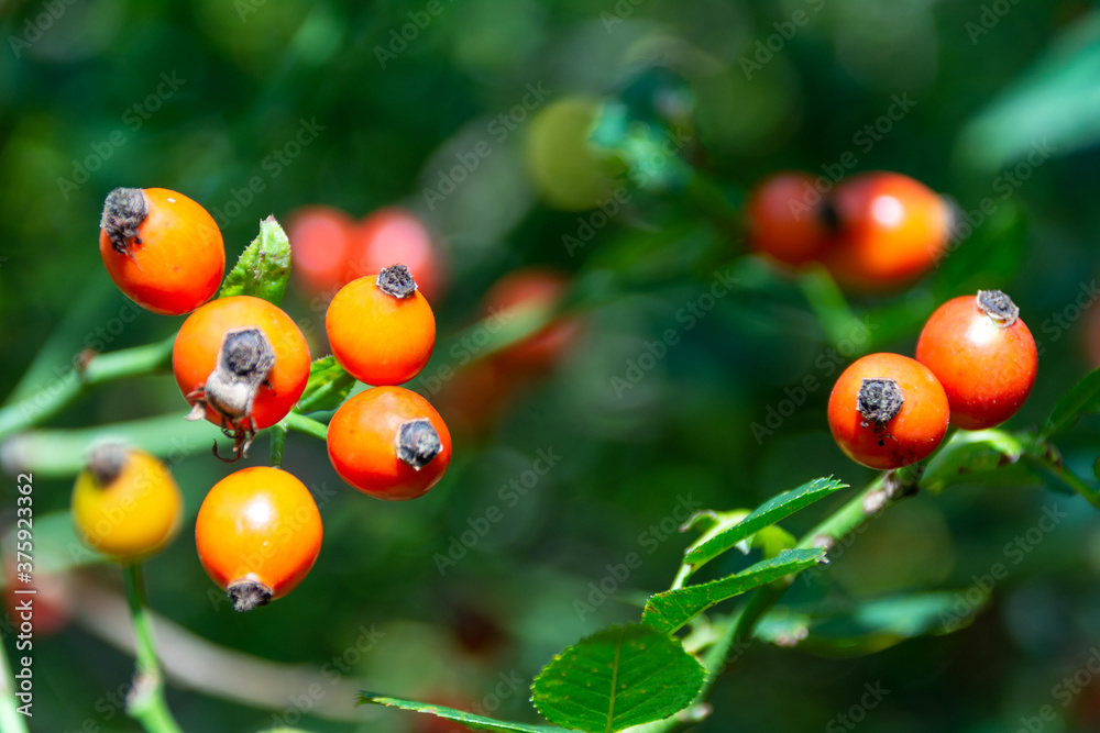 Close up images of red rose hips hanging on the bench of a bush on a sunny summer day with on a green background Close up images of red rose hips hanging on the bench of a bush on a sunny summer day with on a green background