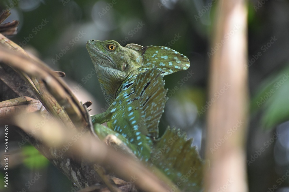 Obraz premium lizard on a branch