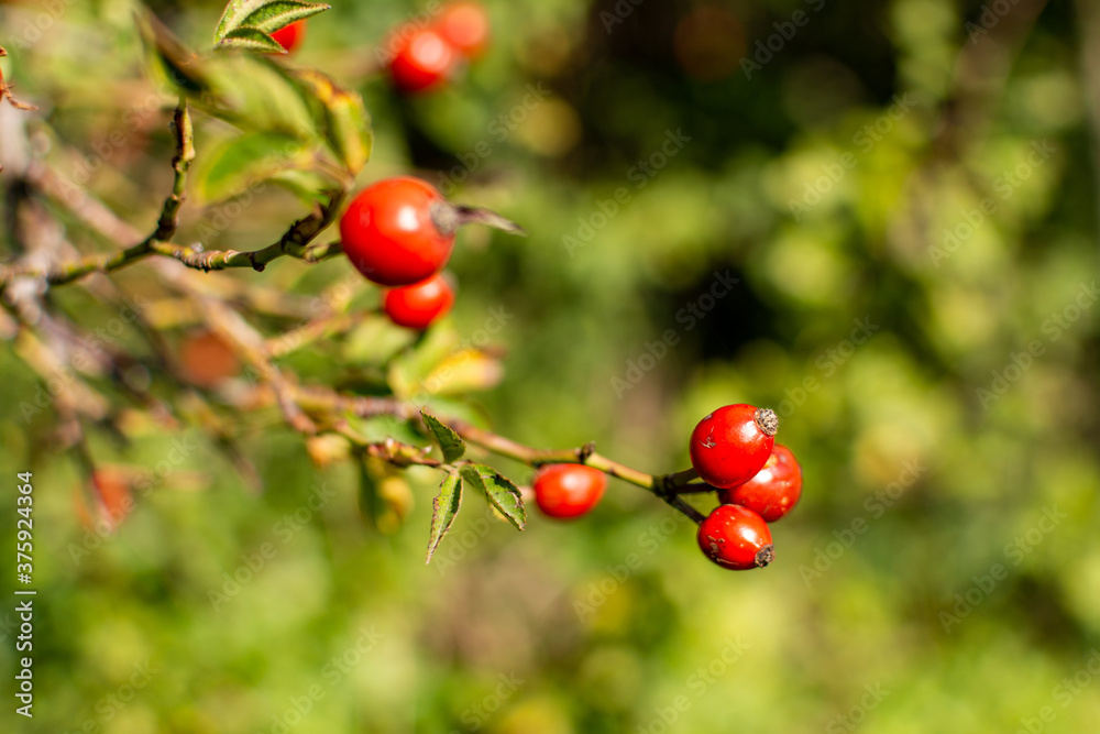 Close up images of red rose hips hanging on the bench of a bush on a sunny summer day with on a green background