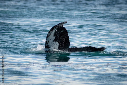 A humpback whale's tail out of the water. The leathery black and white skin is partially in the cold atlantic ocean. There are small ripples on the blue ocean as the whale submerges in the water. © Dolores  Harvey