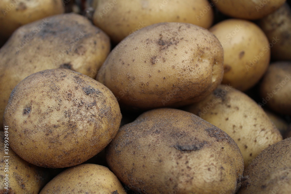 tubers of vegetables potatoes white yellow in the sand close up background food tubers of vegetables potatoes white yellow in the sand close up background food