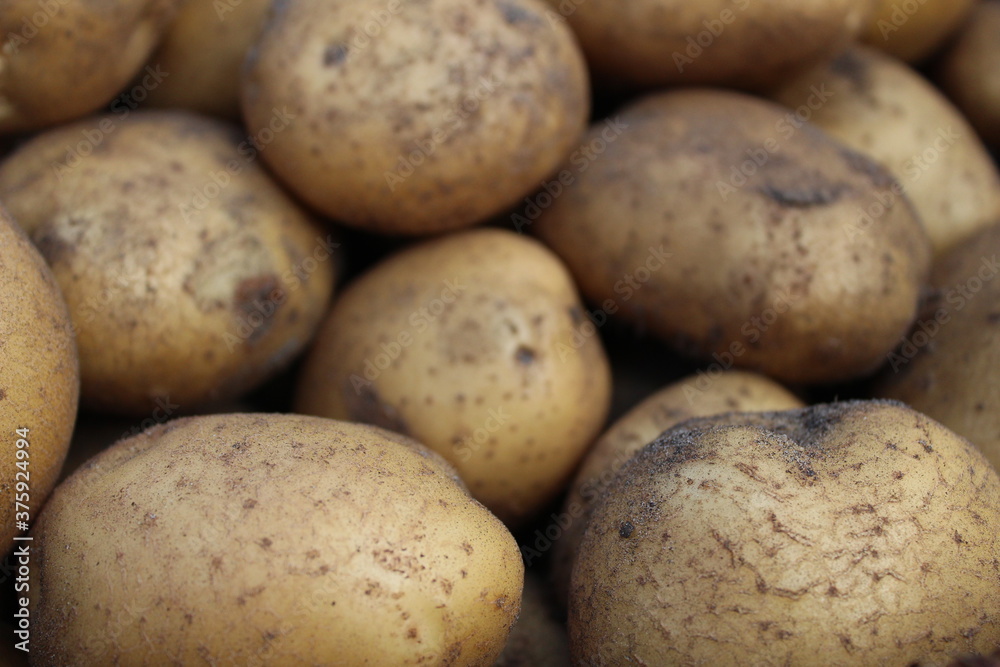 tubers of vegetables potatoes white yellow in the sand close up background food tubers of vegetables potatoes white yellow in the sand close up background food