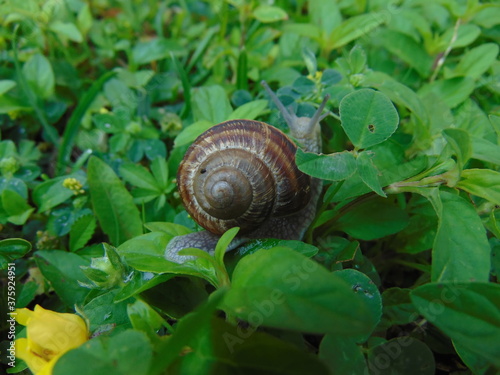 snail on a leaf