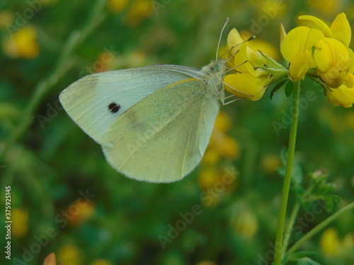 butterfly on a yellow flower © Mria