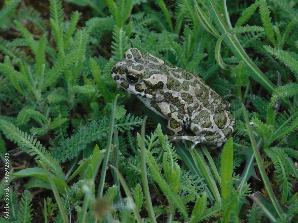 Obraz premium frog in the grass