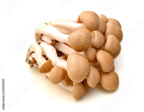 Shimeji mushrooms brown varieties isolated on white background photo