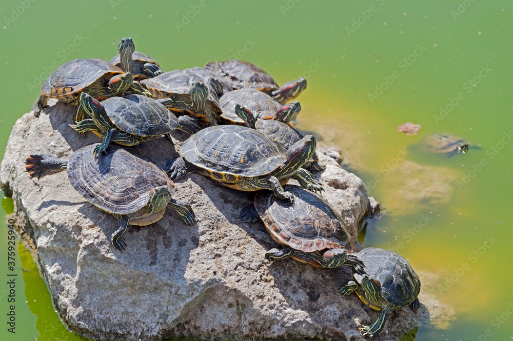 turtles basking and swimming in the sun
