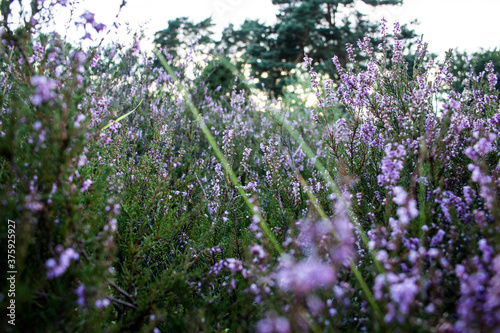 Lueneburg Heath Oldendorfer Totenstatt in Summer