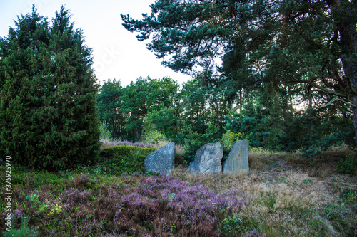 Lueneburg Heath Oldendorfer Totenstatt in Summer