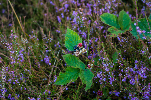 Blackberry in the Lueneburg Heath Oldendorfer Totenstatt in Summer