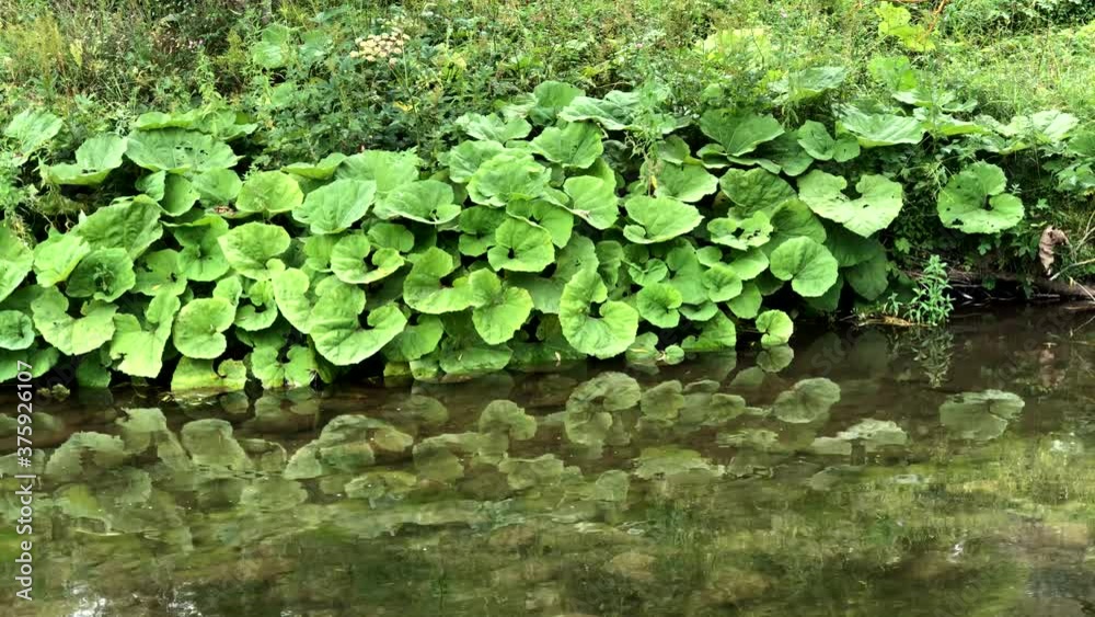 Small river in Rhodope mountain located in Bulgaria Small river in Rhodope mountain located in Bulgaria