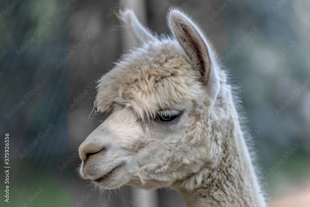 Closeup of a llama head with its brown white fur, beautiful day in a nature reserve with a gray blurred background
