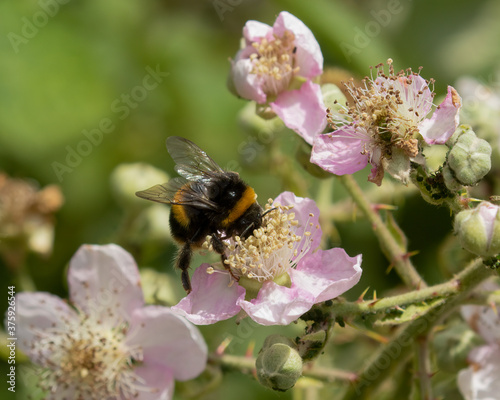 Bumble bee, Bombus, Apidae, collecting pollen from pink flowers on a bramble bush