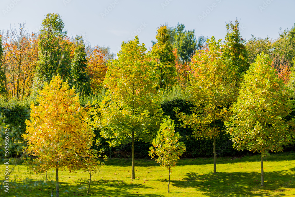 Naklejka premium Autumn colors with trees with yellow, orange, gold and green leaves in a park, sunny day with a blue sky in Landgraaf south of Limburg in the Netherlands Holland