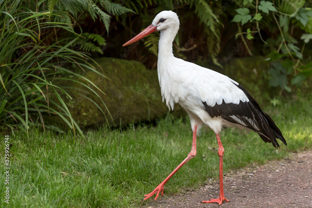 Fototapeta premium Ciconia ciconia walking calmly down a path towards green grass with abundant vegetation in the background, wonderful sunny day in a nature reserve in South Limburg in the Netherlands Holland