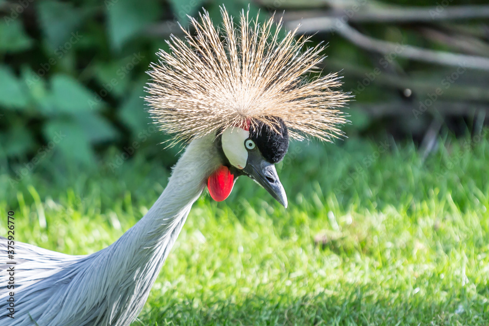 Fototapeta premium Closeup of the head and neck of a Gray Crowned Crane or Balearica regulorum with a green blurred background, wonderful sunny day in a nature reserve