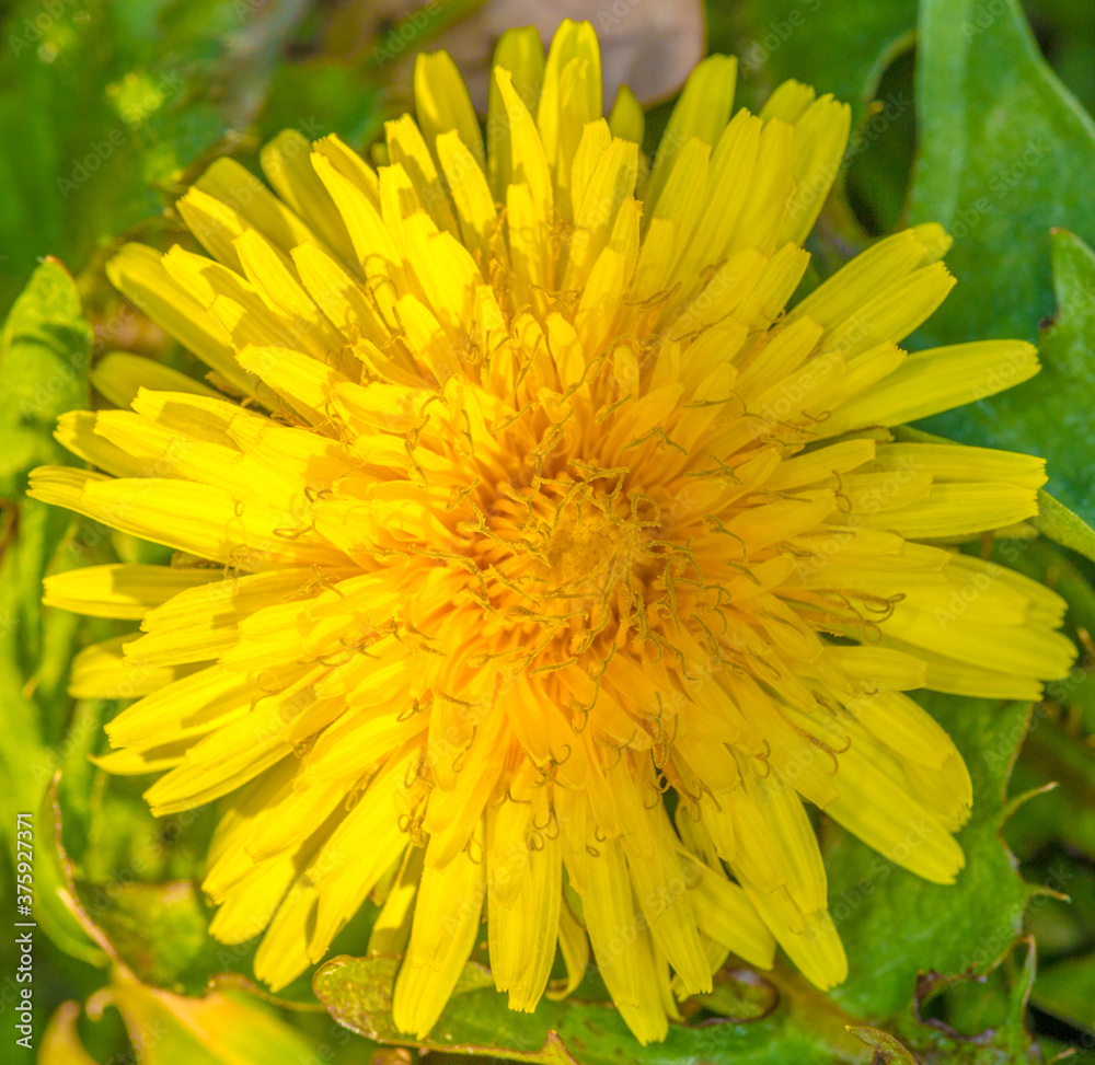 Close-up of a dandelion flower with its yellow petals and green leaves on a blurred background, sunny day. Macro photography Close-up of a dandelion flower with its yellow petals and green leaves on a blurred background, sunny day. Macro photography