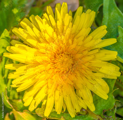 Close-up of a dandelion flower with its yellow petals and green leaves on a blurred background  sunny day. Macro photography
