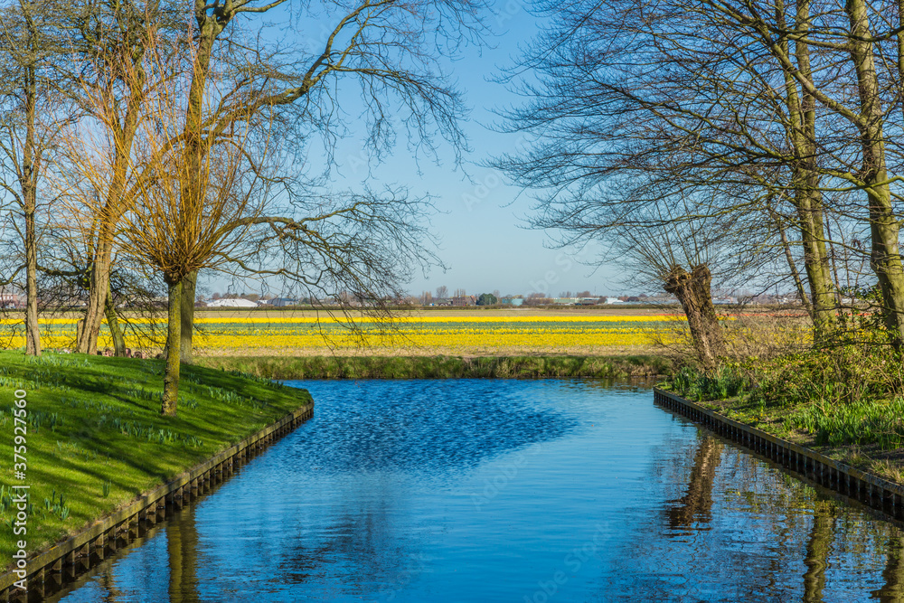 View of a canal with blue water between trees and a field of yellow tulips in the background, wonderful day in the Netherlands Holland View of a canal with blue water between trees and a field of yellow tulips in the background, wonderful day in the Netherlands Holland