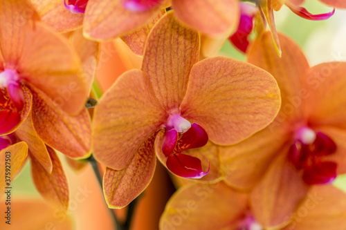 Close-up of an orchid with orange petals, sepals, red lip, pink and white column and stigmatic surface with blurred background. Extreme macro photography