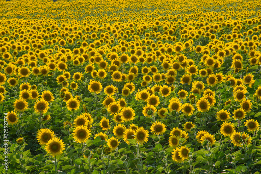 field of sunflowers in summer field of sunflowers in summer